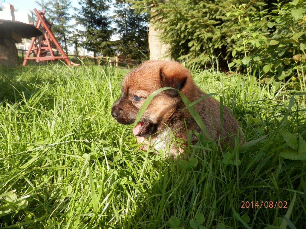 Zagroda Agroturystyczna Wiecha Mieroszow Dış mekan fotoğraf